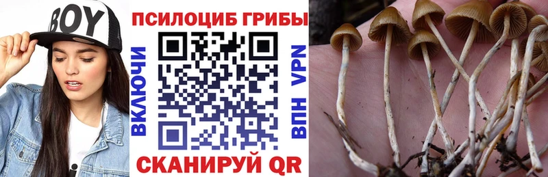 Галлюциногенные грибы Cubensis  Купить  Видное 